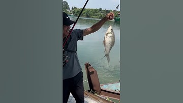 Bãi câu nhiều cá mè hoi nhất tại sông đồng nai thường tân ngay lúc này #caucathugian #thai 77vlop