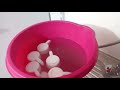 Vlog nettoyage en profondeur des batteries d&#39;élevage suivi de la prise de bain pour mes oiseaux