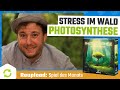Photosynthese (Blue Orange, Asmodee) | Spiel des Monats Juni 2020 [Reupload]