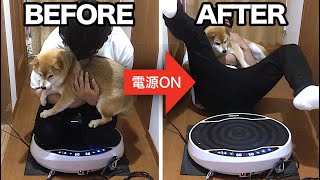 柴犬ナナをダイエット振動マシンに乗せるとどうなる？？　Shiba Inu NANA