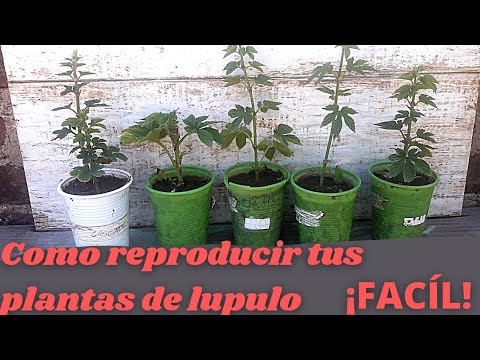 Video: Plantas de lúpulo de jardín - Dónde obtener rizomas de lúpulo