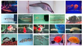 Fancy Fish Aquarium Shop | High Quality Aquarium Fishes Available | Imported Exotic Aquarium Fishes