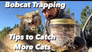 Bobcat Trapping  Pro Tips to Catch More Cats