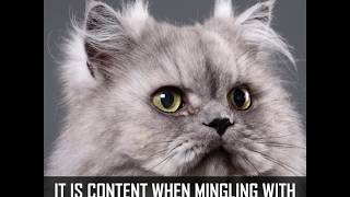 Top 10 Friendliest Cat Breeds - Get a very affectionate cat!