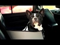 Kh mod dog safety seat for car at jj dog supplies