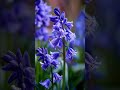 Beautiful Bluebell Flowers.  😍 #bluebell #flowers #woods #wildflowers #naturefacts #wildlifefacts