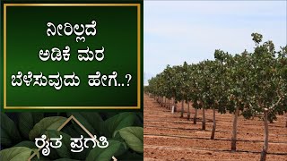 ನೈಸರ್ಗಿಕ ಕೃಷಿ | ಕಡಿಮೆ ನೀರಿನಲ್ಲಿ ಅಡಿಕೆ ಮರ ಬೆಳೆಸುವುದು ಹೇಗೆ..? | EP – 33 | Natural Farming