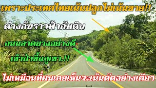 ต่างกันราวฟ้ากับดินถนนเมืองไทยจะเน้นอนุรักษ์ต้นไม้ ไม่เน้นจำหน่ายเพื่อทำลายสิ่งแวดล้อม