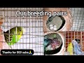 Our birds breeding update | Reached 500 subs | Tamil