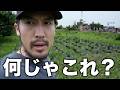 壊滅状態のサツマイモ畑がとんでもない姿に・・・