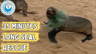 35 Minutes Long Seal Rescue