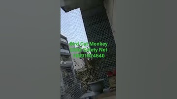 Bird Cat Monkey Child safety net bird net installation in your balcony #birdnet #catnet #safetynet