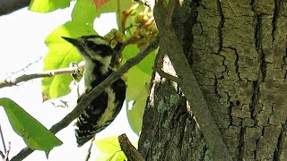 Downy Woodpecker, 8/15/16, Fisk Pond - Natick