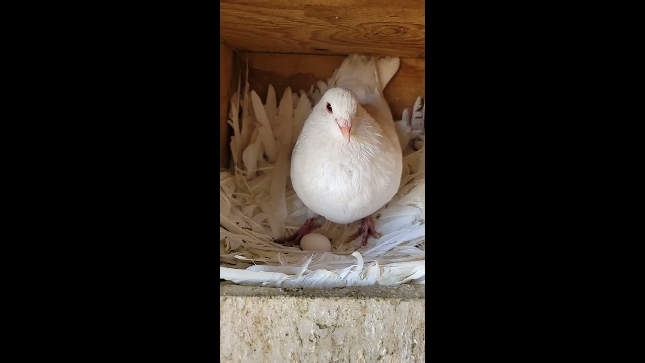 Pigeon Eggs On The 1st Year 