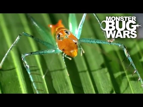 Video: Katydid vrtne štetočine - Kako se riješiti Katydid buba