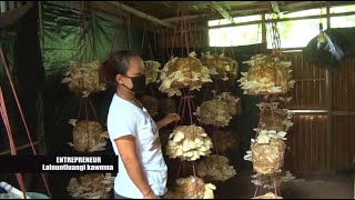 Pakhawi (Oyster Mushrooms) Khawi & Chin Dan - Lalnuntluangi. Ph - 8575176887