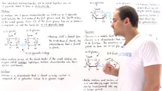 Disaccharides (Maltose, Lactose and Sucrose)