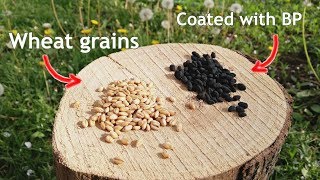 Meal Coated Wheat Grains as a lift charge | Making + Test