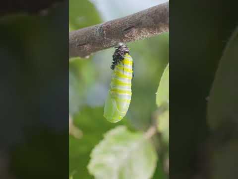 Monarch Butterfly Caterpillar Metamorphosis