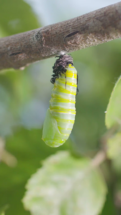 Monarch Butterfly Caterpillar Metamorphosis