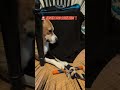 🏆💪 Dog vs hidden cat = instant chaos!‼️🤣🐈🩷🐕💛