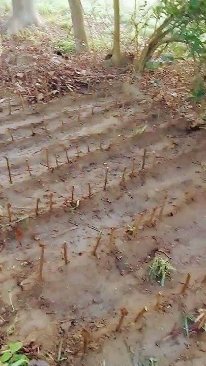 poplar-tree-farming-in-india-poplar-poplartree-viral-farmer