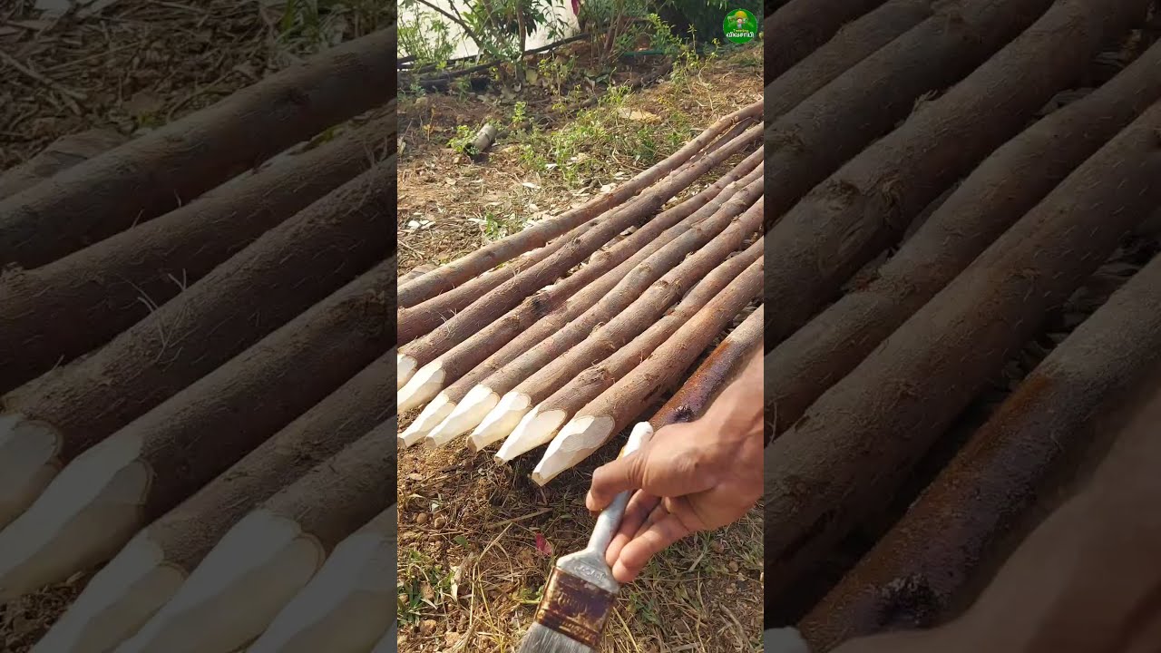  Farming Idea Waste Engine Oil Helps In Tomato Short
