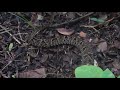 VENOMOUS SNAKES Proding A FER DE LANCE At Blush Of Eden Belize VENOMOUS SNAKES Proding A FER DE LANCE At Blush Of Eden Belize