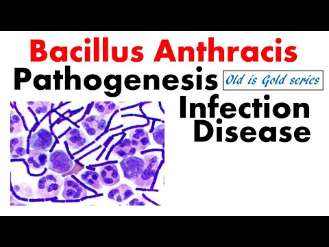 Bacillus anthracis Микробиологи | Эмгэг жам, соёл, өвчин