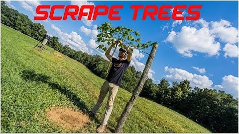 How to make a scrape tree to hunt over for Whitetails!