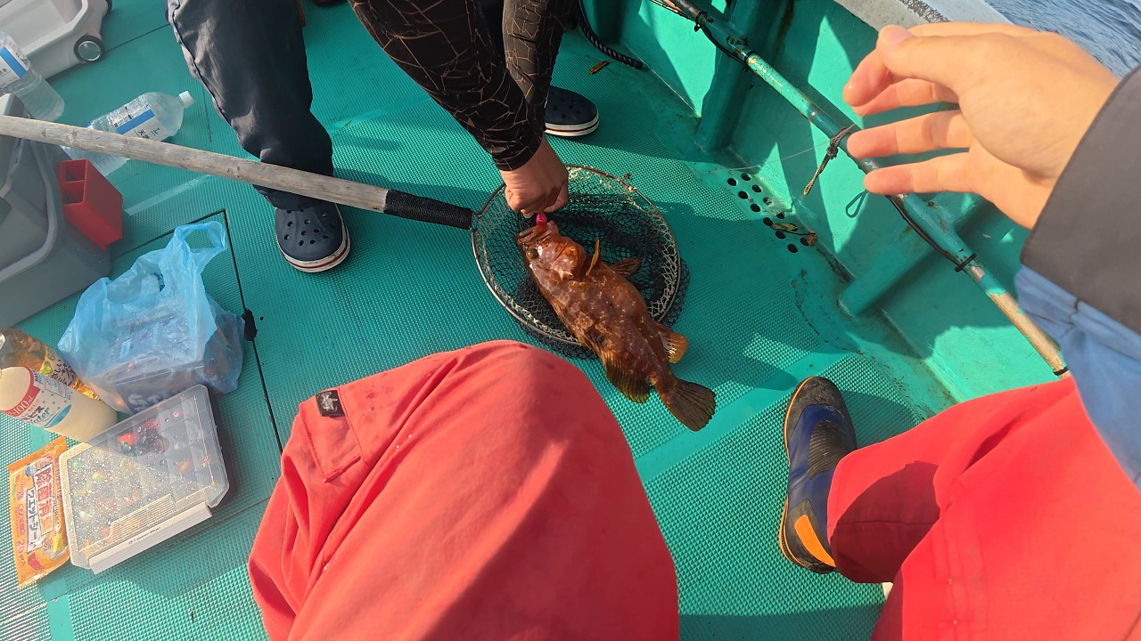 フィッシングかず Offshore Kushimoto] Catching Plenty of Rockfish with Tai Rubber