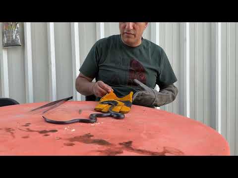 اسود خبيث يمتلك 4 اربع انياب 2025 مع جمال العمواسي