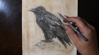 how to sketch draw a raven vintage bird wall art drawing