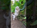 Cute Puppy Enjoys Crunchy Cucumber at the Farm 🥒🐶