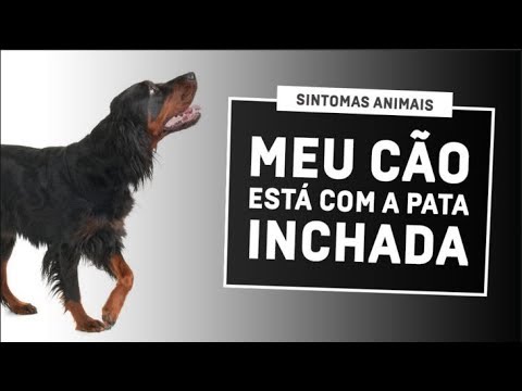Vídeo: São bocejos de cão contagioso para seres humanos