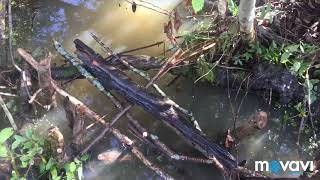 ОХОТА НА БОБРА КАПКАНАМИ,2018,ПЕРВЫЕ ТРОФЕИ,BEAVER HUNTING) ОХОТА НА БОБРА КАПКАНАМИ,2018,ПЕРВЫЕ ТРОФЕИ,BEAVER HUNTING)