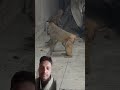 #funny #monkey #comedy #cute #cat #youtubeshorts #viral #video