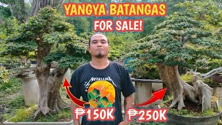 P3Michaels Bonsai Gardenu.p. Diliman Bonsai Societyyangya Batangas Bonsai Price