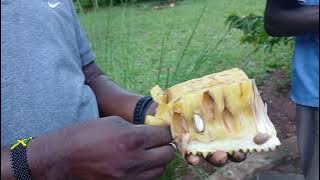EATING OF JACKFRUIT(FENESI) AT KIZZURI FARM