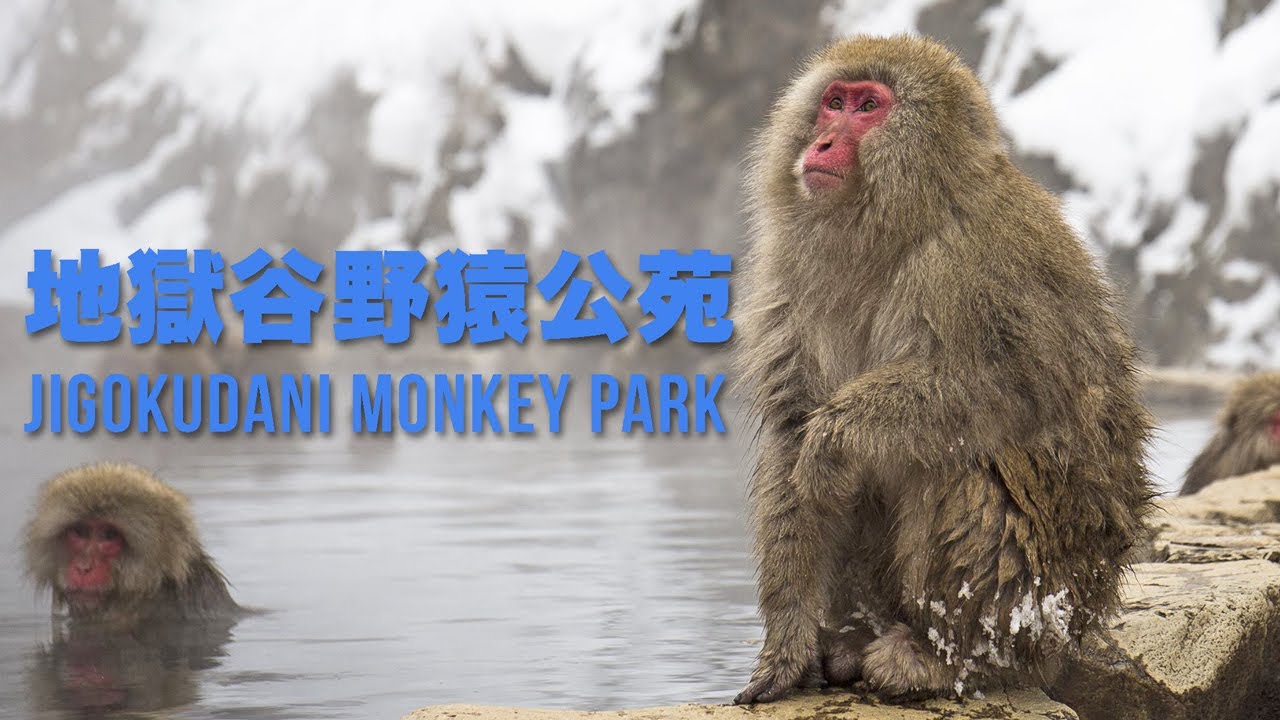 Exploring Jigokudani Monkey Park - Nagano Japan (UNEDITED)