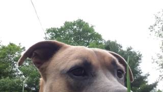 OTIS — ENTRY #25: "OTIS SEARCHES FOR NOISES, CONFUSED"