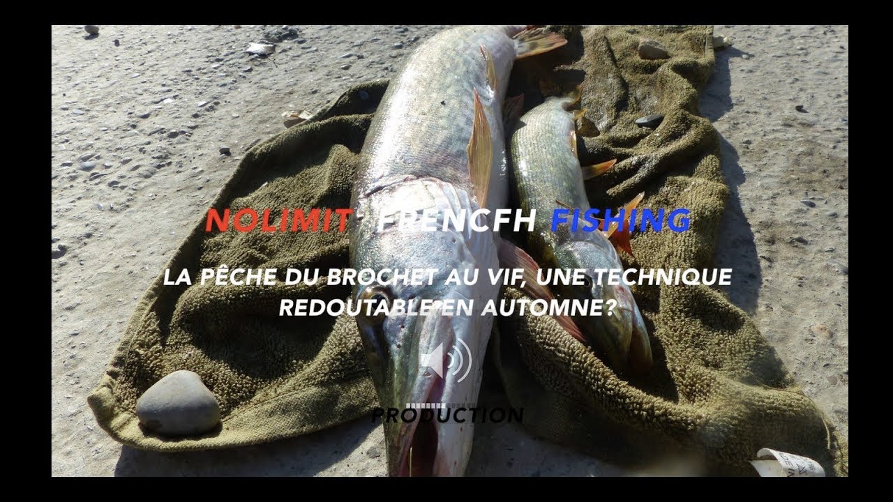 La pêche au vif du brochet  , une technique redoutable en automne ?