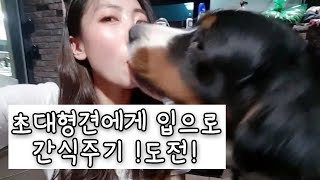 Mouth To Mouth Challenge - Feeding My Bernese Mountain Dog By Mouth Challenge