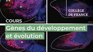 Gènes du développement et évolution… (4) – Denis Duboule (2021-2022) screenshot 5