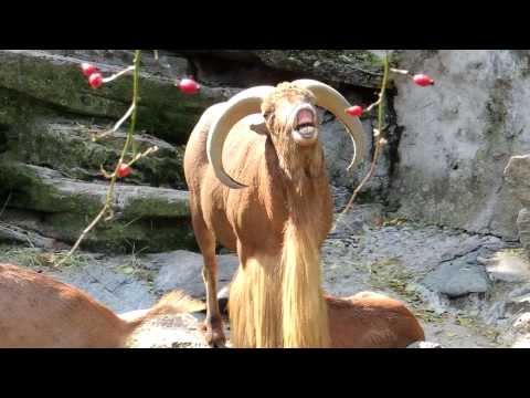 Ram screaming like a human (Barbary sheep)