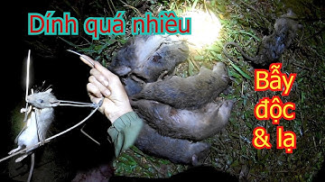 Bẫy chuột không cần mồi siêu hiệu quả, độc lạ nhất Việt Nam.