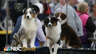 WATCH: Behind the scenes of the 2023 National Dog Show (Breed Judging) | NBC Sports