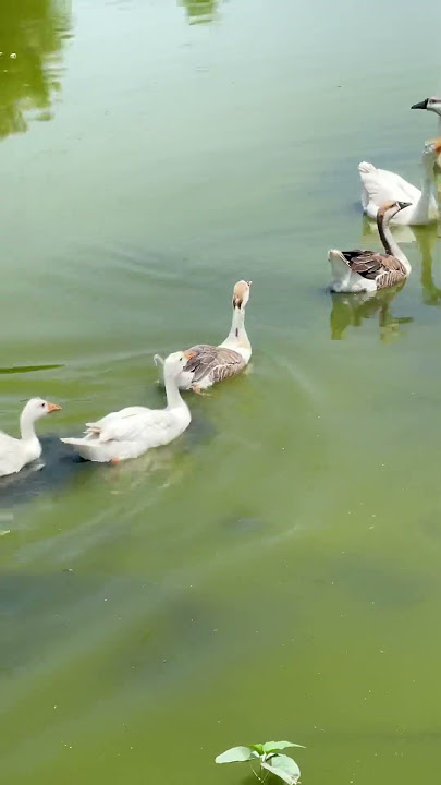 Ducks quacking