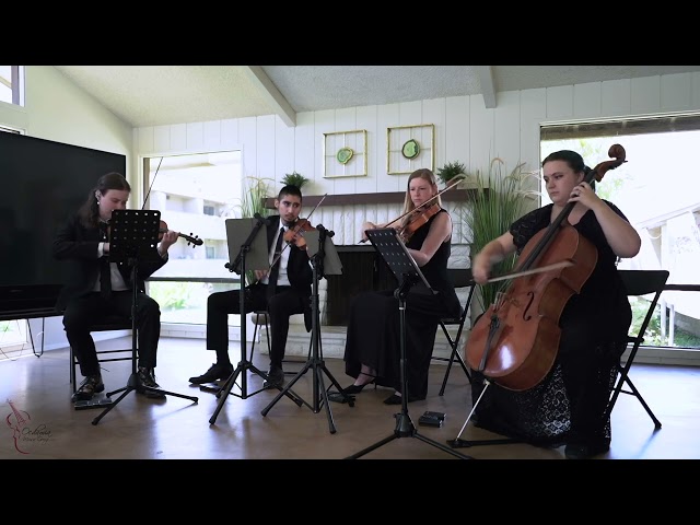 OMG: Lavender String Quartet 