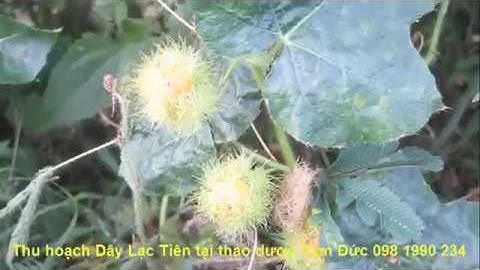 Dây lạc tiên chữa mất ngủ, suy nhược thần kinh, tim hồi hộp... 098 1990 234